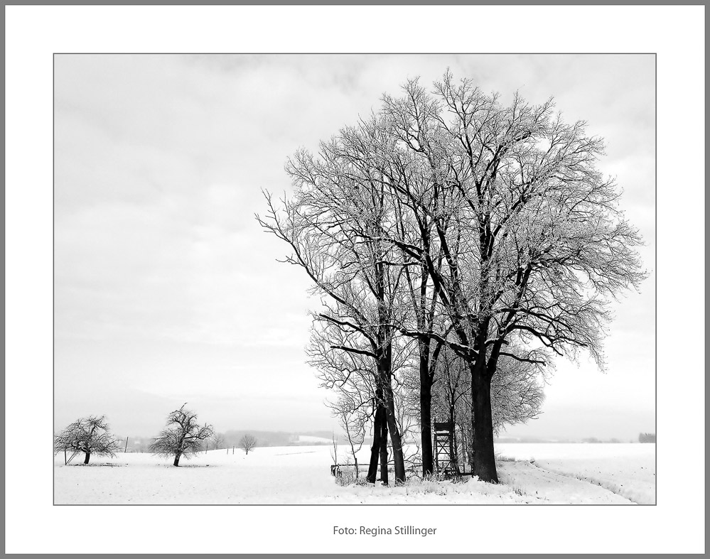 Stillinger_Regina_WinterSW_5