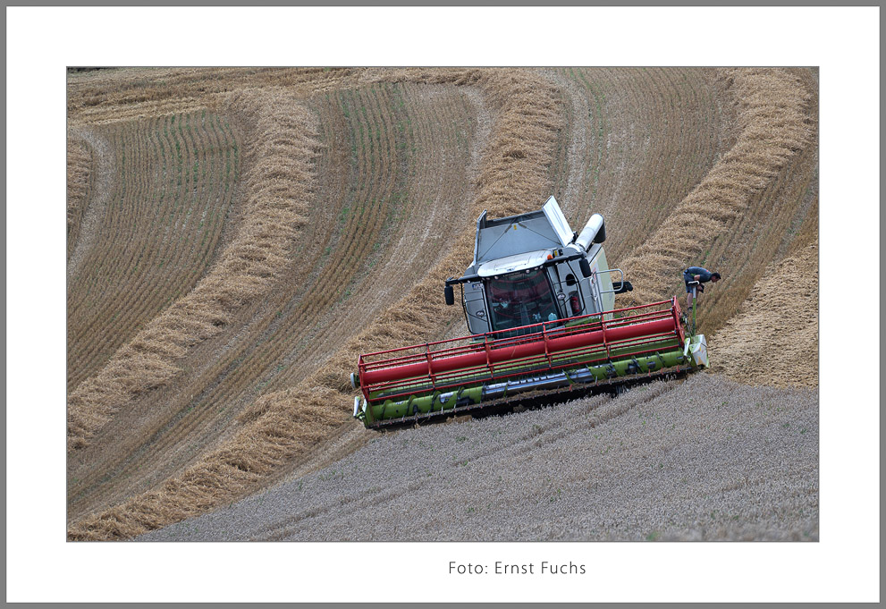 Fuchs_Ernst_Erntezeit_2-Bearbeitet